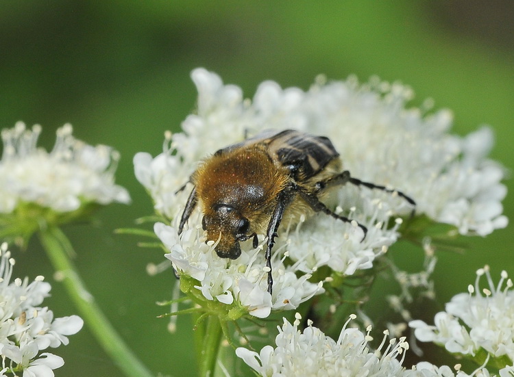 Trichius fasciatus? No, T. zonatus